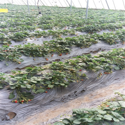 志森园艺 草莓苗品种 佐贺清香草莓苗介绍 优质大棚草莓苗品种
