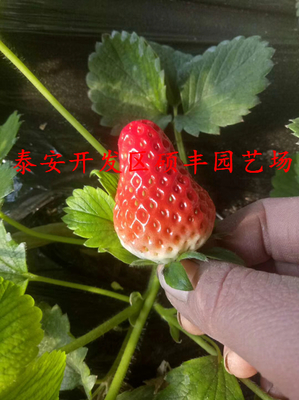菠萝莓草莓苗草莓苗几月份种植
