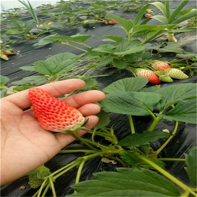 红颜草莓苗 红颜草莓苗价格及报价