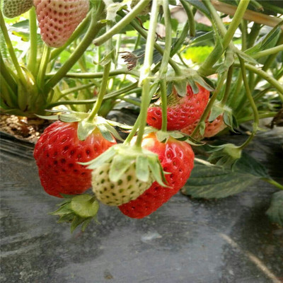 农户直销草莓苗童子一号草莓苗种植童子一号草莓苗上市时间