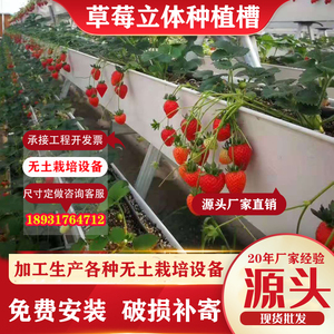 无土栽培草莓