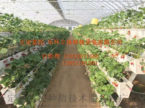 18型新品草莓种植槽 草莓栽培槽 育苗槽