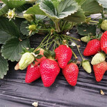 宁玉草莓苗栽植新方式、宁玉草莓苗结果时间冷链运输