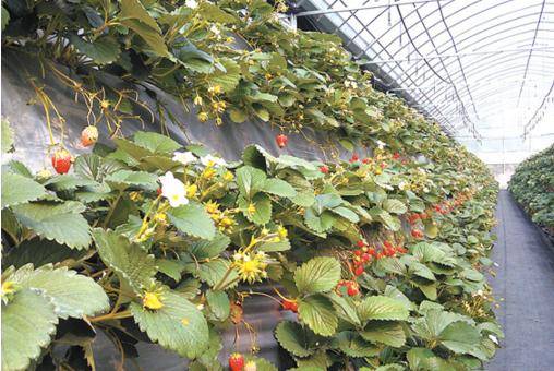 大棚草莓后墙立体栽培,如何投入2万 收益增收10倍,想了解吗