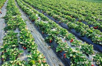 草莓葡萄茎繁殖的条件、选择、移栽管理、苗培育