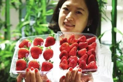 昌平草莓长成记