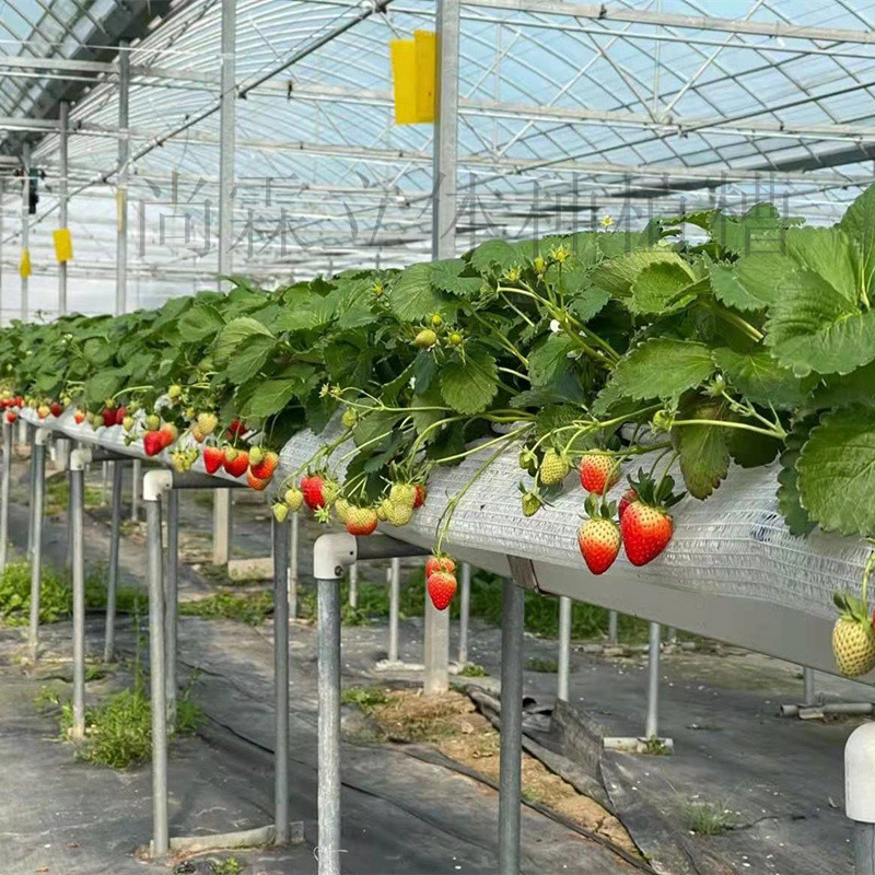 草莓种植槽 大棚草莓立体种植支架-搜采通