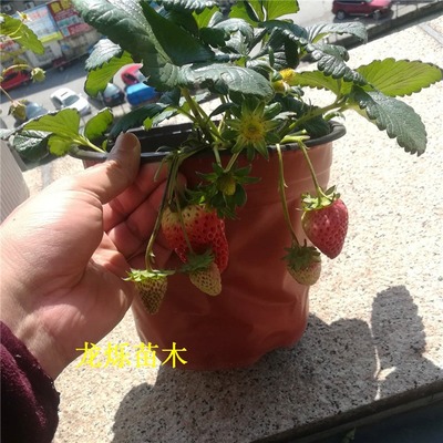 天仙醉草莓草莓苗品质大全及介绍