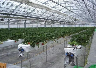 日本天价草莓种植基地实拍