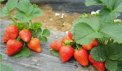 奶油草莓怎么种植