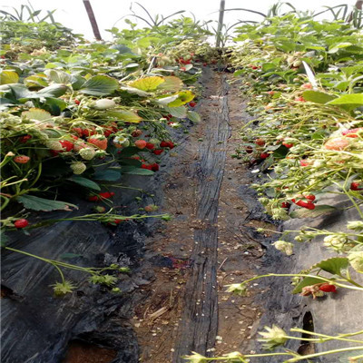 新品种草莓苗批发红实美草莓苗批发价格