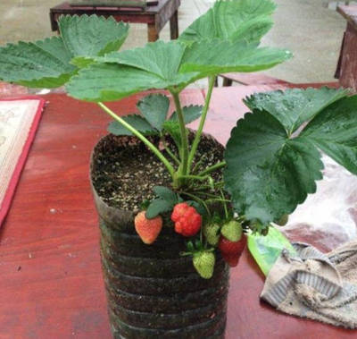 草莓种植原来这么简单,一看就懂,一学就会的栽培技术要点