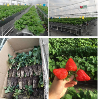 原来你是这样的红颜草莓苗