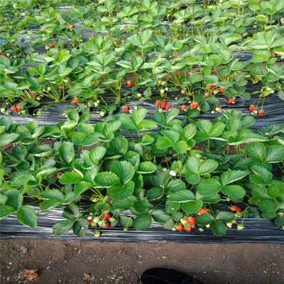 2018年妙香三号草莓苗哪里有