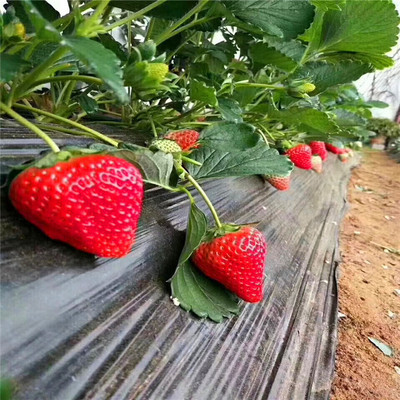 草莓苗-大型草莓苗批发基地-草莓苗品种批发-草莓苗品种批发价格