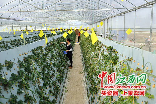 无土栽培草莓