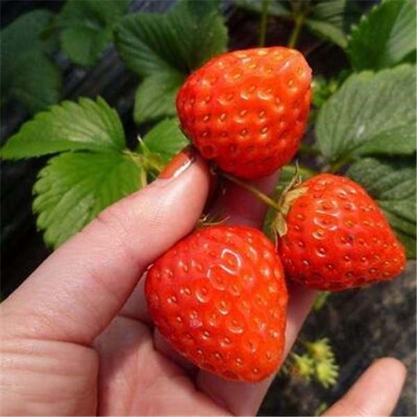 丰香草莓苗品种怎么样 丰香草莓苗哪里有