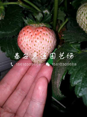 白牛奶草莓苗包邮价格 白牛奶草莓苗怎么种植新闻