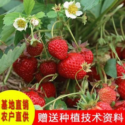 【泰安开发区国庆园艺场四季草莓秧红颜法兰地甜茶理章姬奶油等草莓秧品种当年结果】 - 产品库 - 泰安开发区国庆园艺场