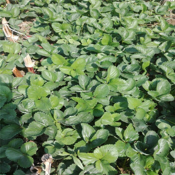 丰香草莓苗草莓苗种植