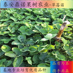 重庆宁玉草莓苗适合种植 重庆企业网