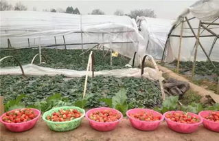 成都周边出游摘草莓精品路线