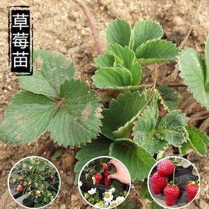 红颜草莓苗