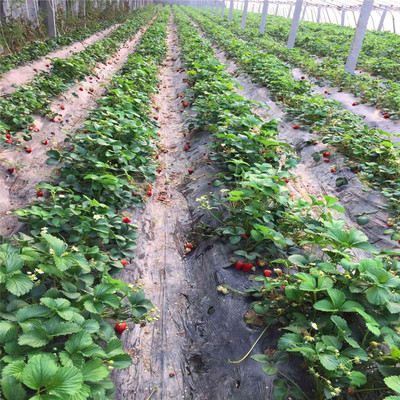 草莓苗批发、草莓苗多少钱一株