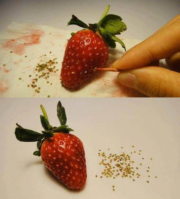 软妹竟然用草莓种出了草莓,从不知道草莓斑可以发芽