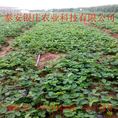 当年结果草莓苗草莓种苗批发价格