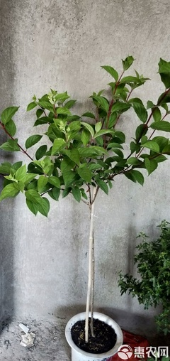 木本绣球 圆锥绣球棒棒糖大颗石灰灯香草草莓盆栽庭院白色绣球花花苗树苗