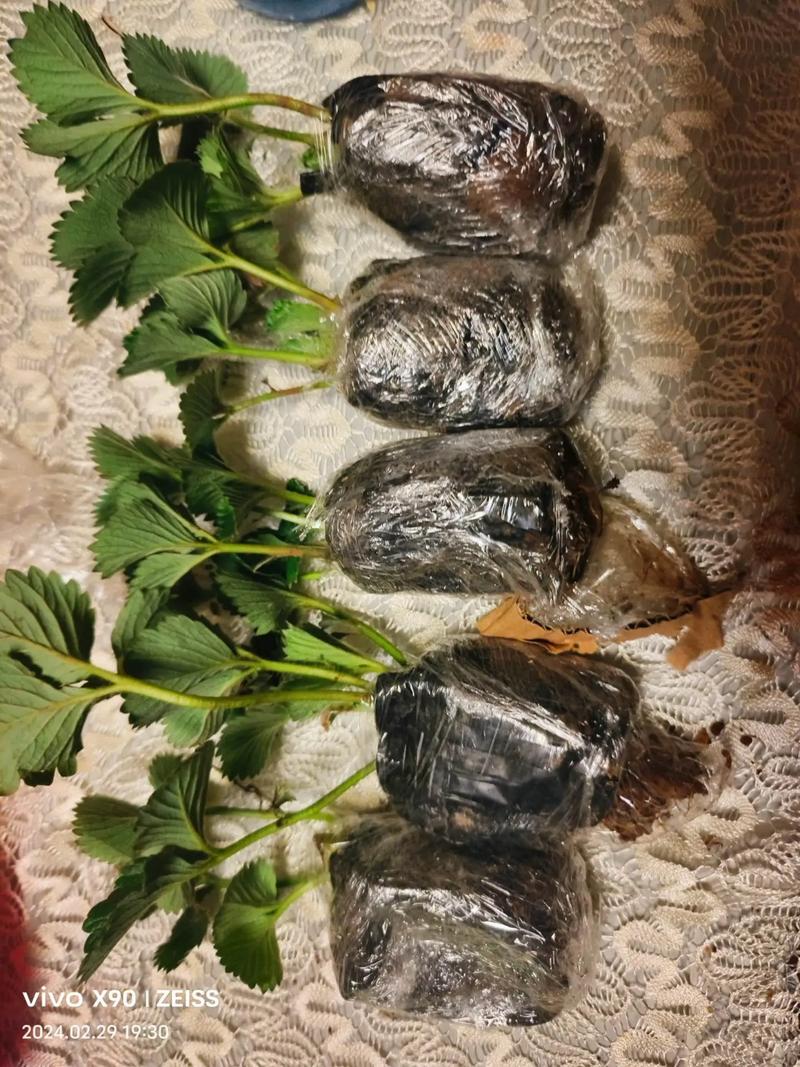 种下一片希望.#盆栽草莓 #草莓 #种植 #阳台种植 #
