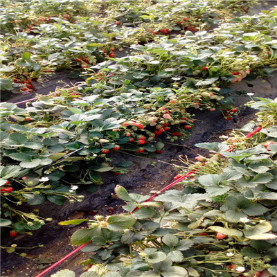 草莓苗品种白雪公主草莓苗白雪公主草莓苗报价