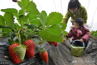 日光温室草莓之花期管理 从初花到末花总结的很全面