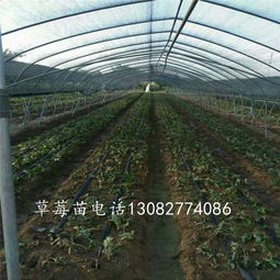【草莓苗种植方法草莓苗批发多少钱】- 