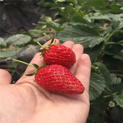 香玉草莓苗价格0.2元_米径1公分_高度20公分_冠幅20公分_地径1公分|2019香玉草莓苗报价