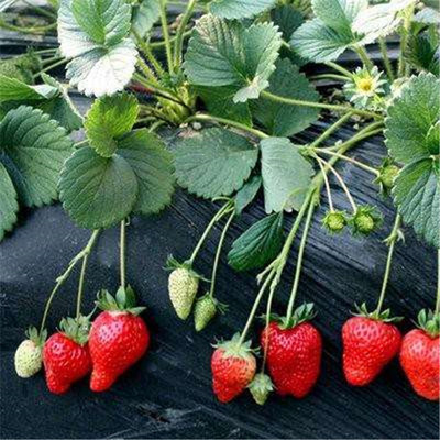 山东地区京桃香草莓草莓苗整理修剪技术简介