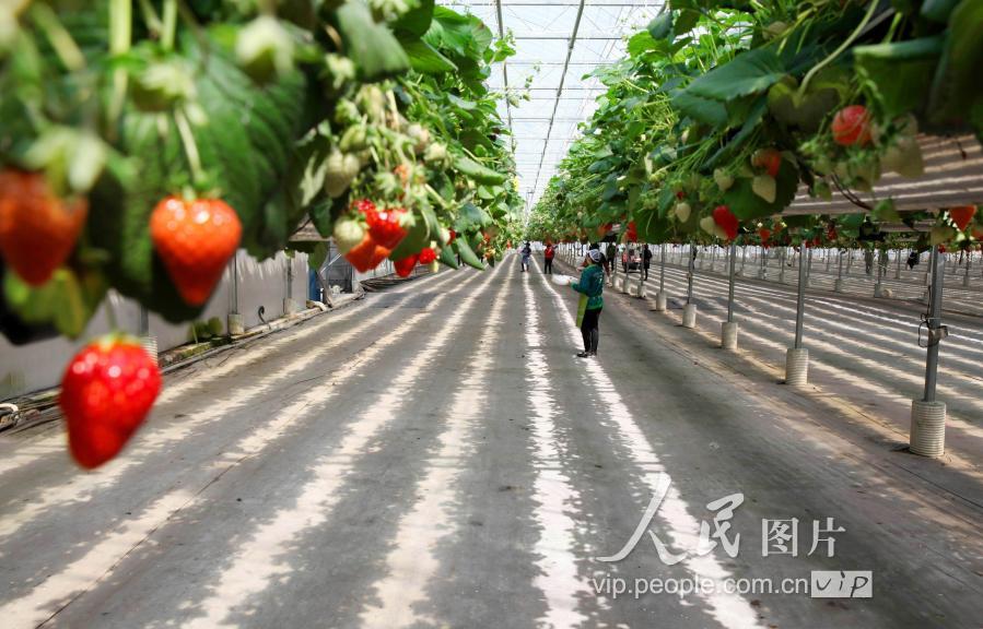 浙江台州:高架草莓卖高价
