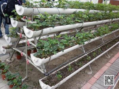 温室无土栽培 基质培 A字型 立体 草莓种植架