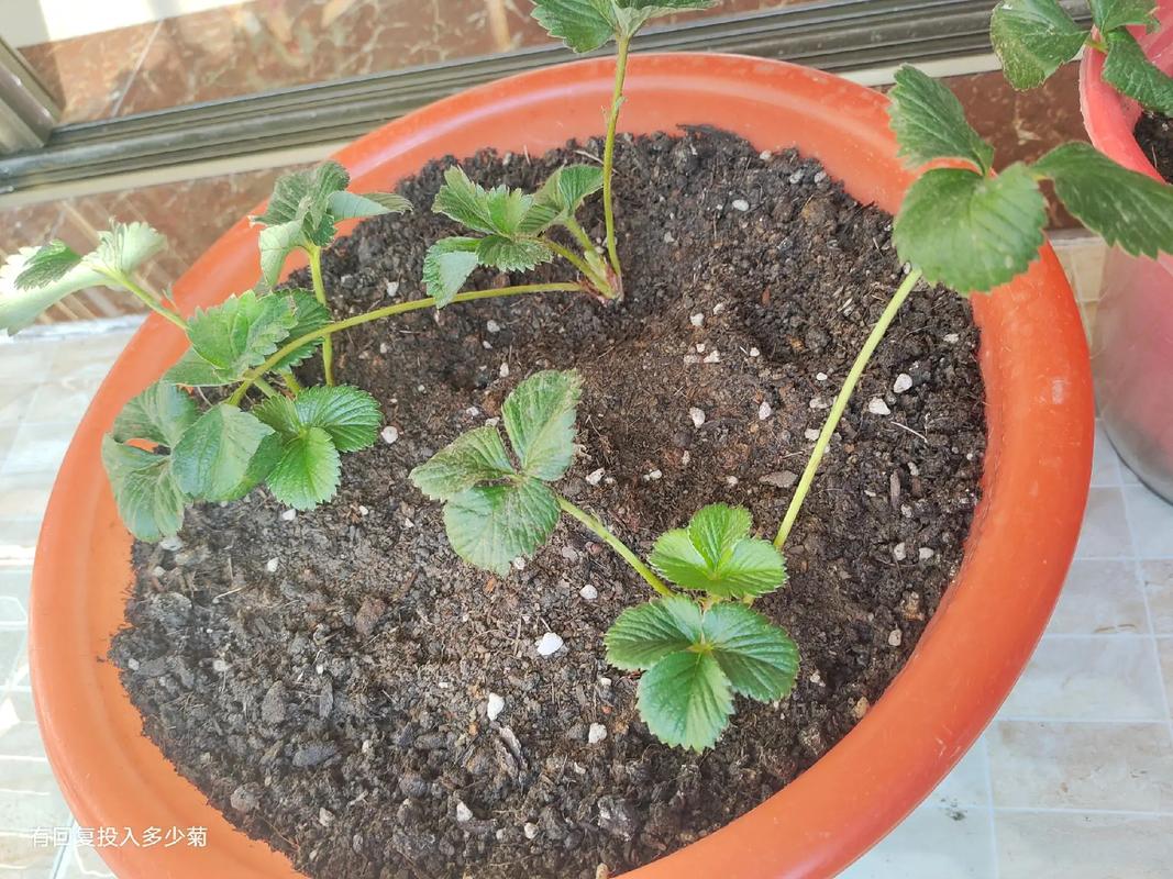 草莓成长记录种植第15天,长大了一点点