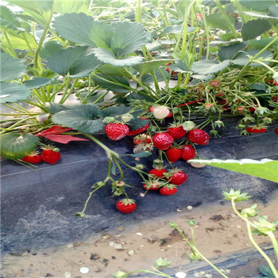甘肃桃熏草莓苗批发基地