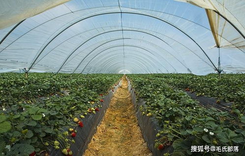 草莓种植技术 草莓保护设施栽培覆盖材料种类及特性