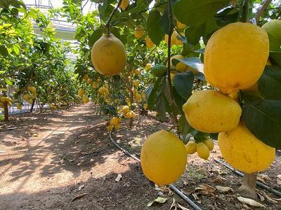 昌平区2家食用菌工厂化生产企业、万余栋温室大棚正常生产