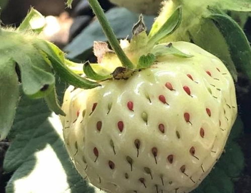 种花不如种 草莓 ,教你3个 方法 ,阳台栽一栽,收获多多 根系