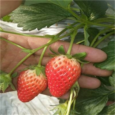 山东泰安地区妙香7号草莓草莓苗报价表