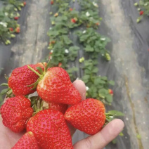 妙香七号草莓苗