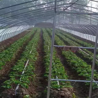 吉林淡雪草莓苗、淡雪草莓苗代理商