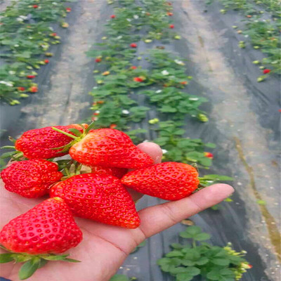 晶瑶草莓苗价格哪里便宜、晶瑶草莓苗哪里有卖