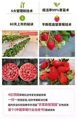 听说草莓价格上不封顶?!快来跟他学80元/斤的草莓种植术