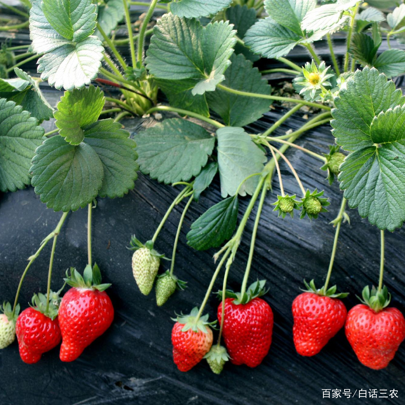 草莓的种植方法,这样养护草莓树,草莓又红又饱满